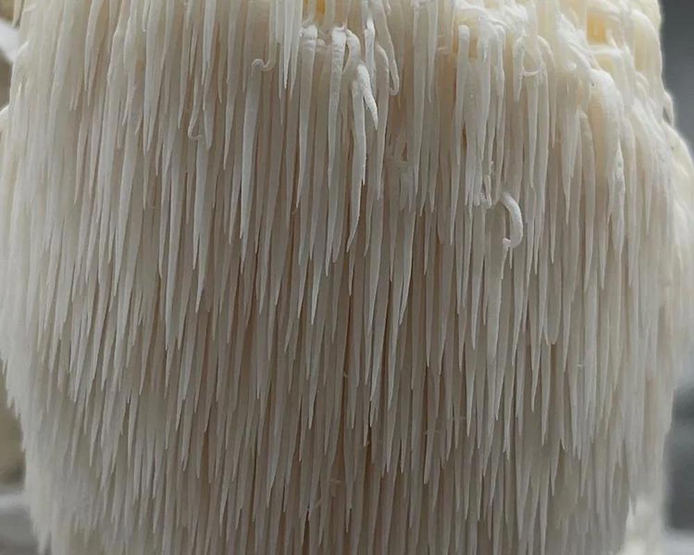 Fresh Lion's Mane Mushrooms