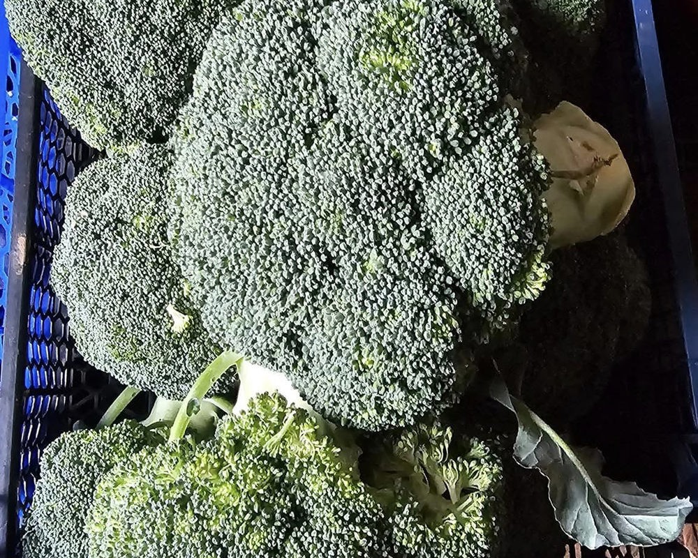 Broccoli head