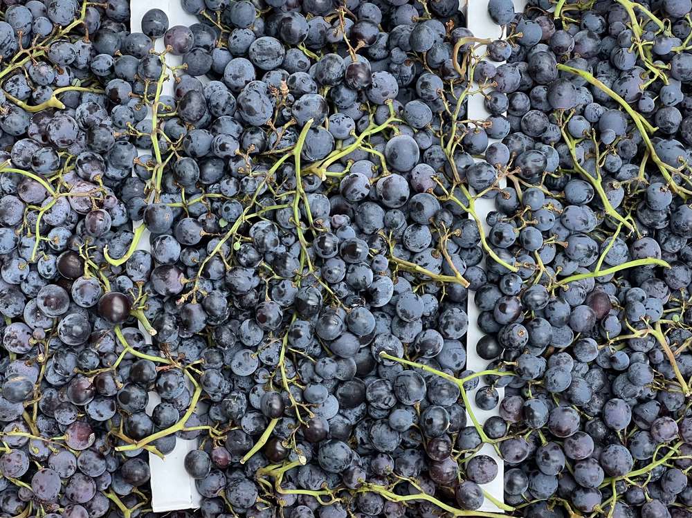Organic Grapes Black Prima (500g)