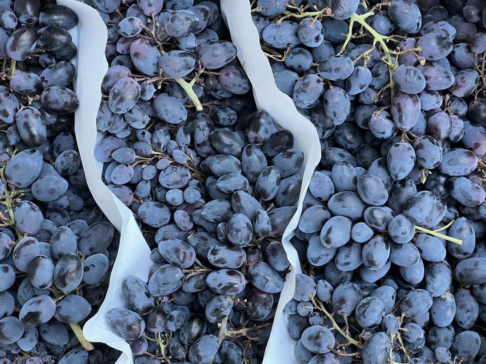 Organic Grapes Black Muscat (500g)