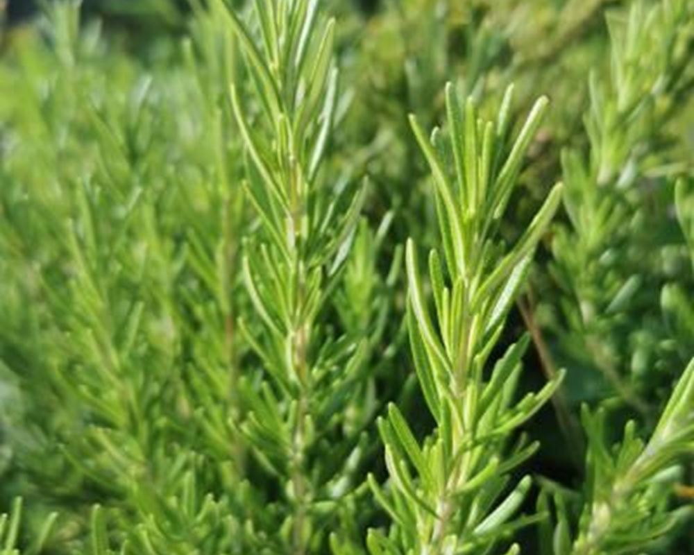 Rosemary - Fresh 50g