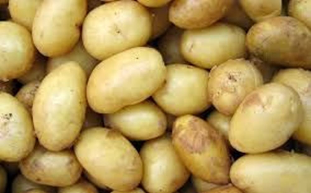 Potatoes - White (East Lothian, UK)