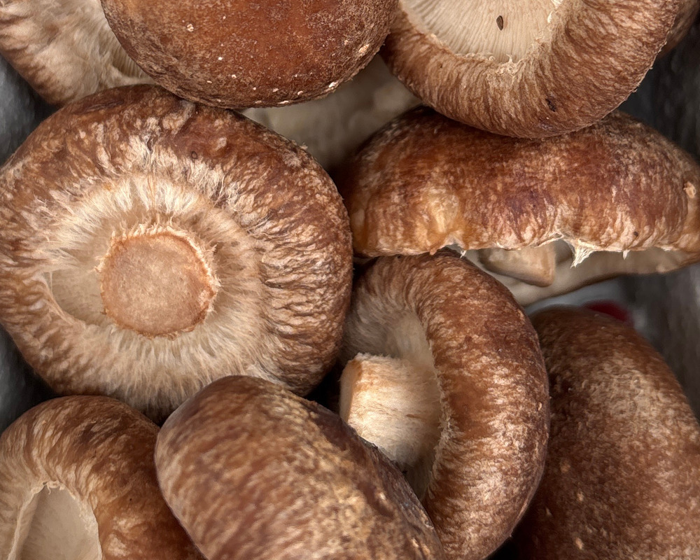 Glasgow Mushroom Company: Shiitake
