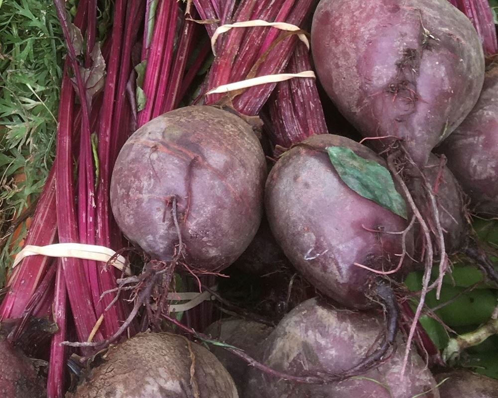 Beetroot - Bunched