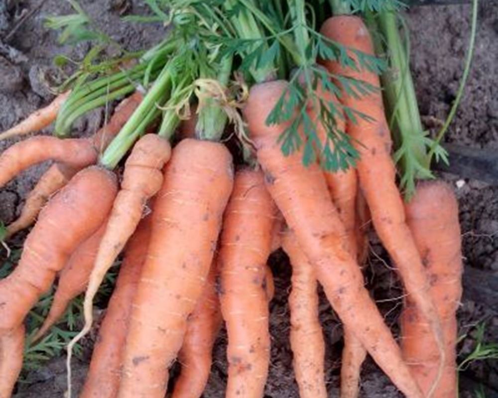 Carrots-bunched