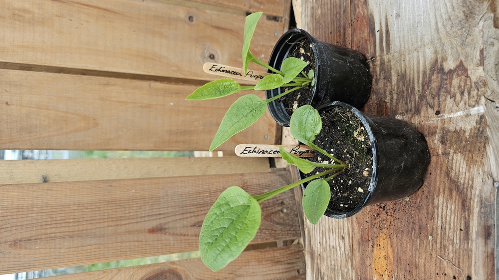 ( Potted x1) Echinacea - Purpurea(Own Grown)