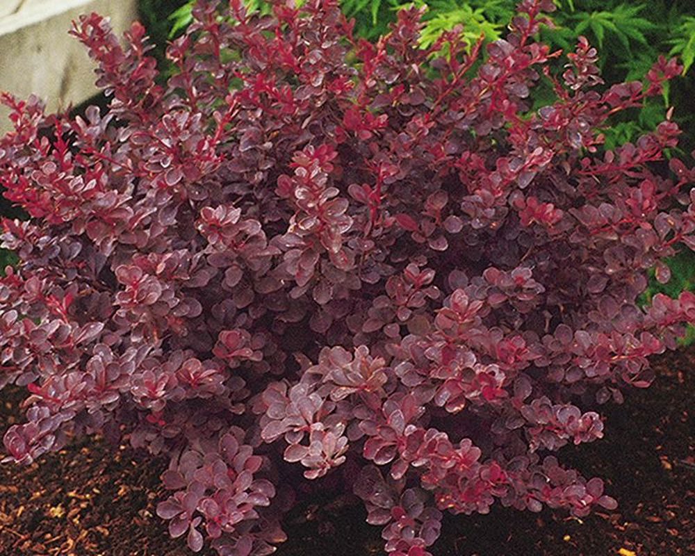 Barberry Royal Burgundy