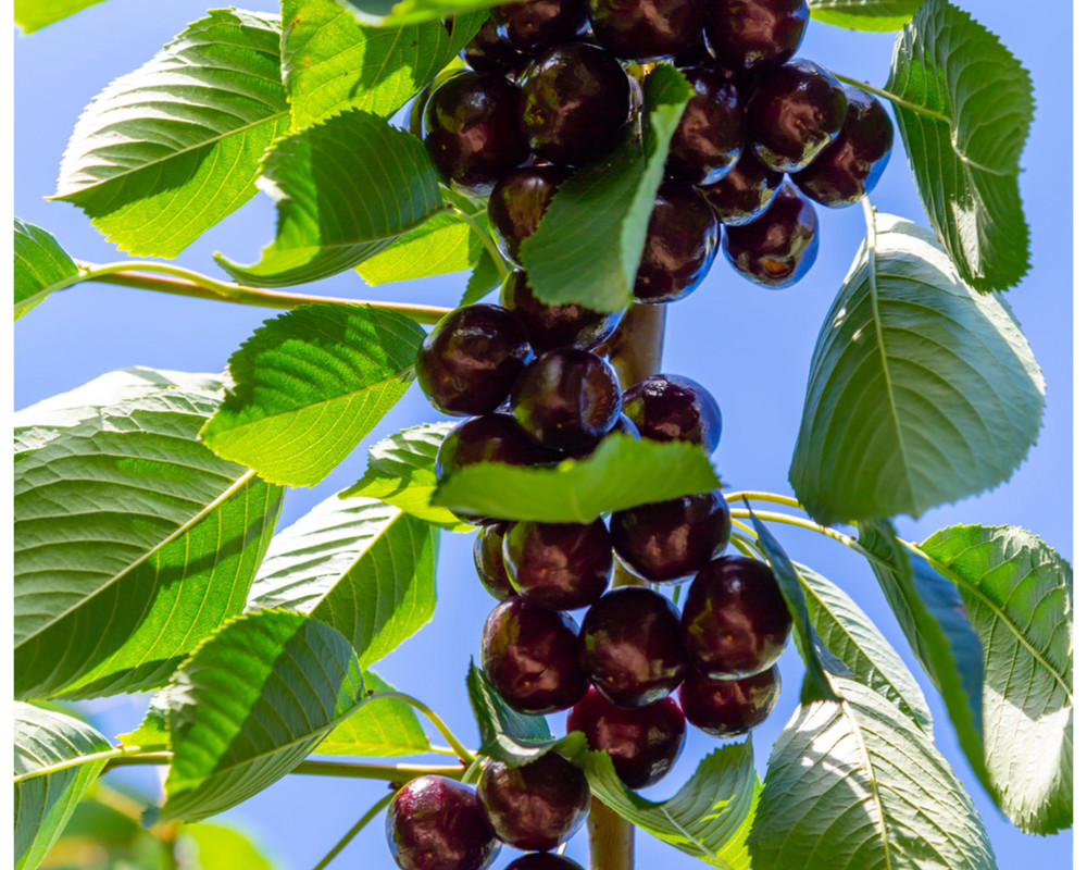 Hedelfingen Sweet Cherry Tree