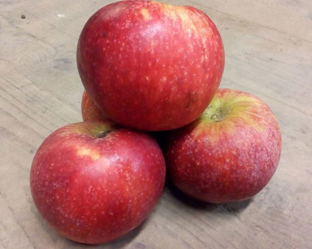 Apple: Discovery