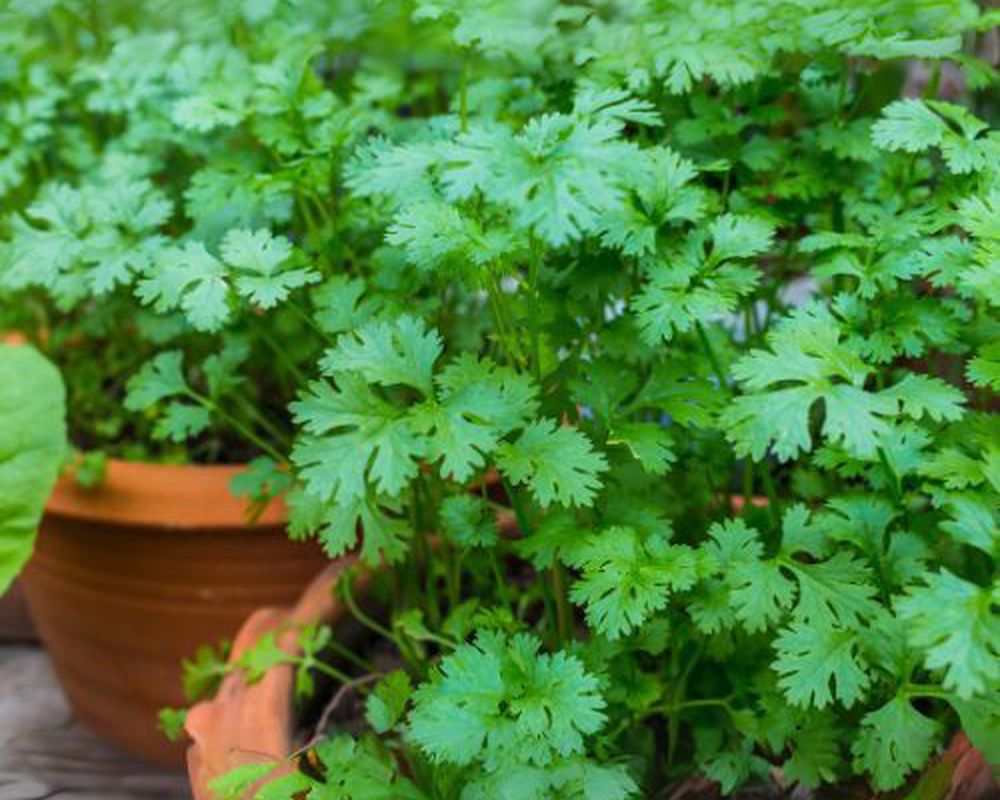 Coriander