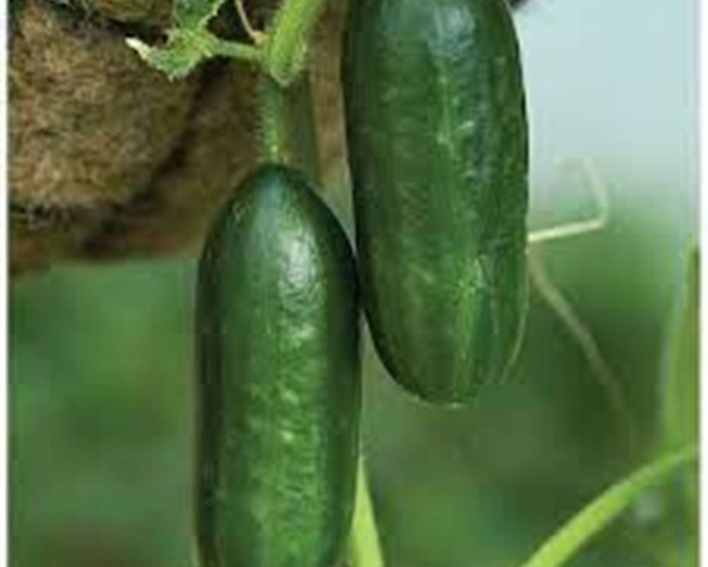 Cucumber -