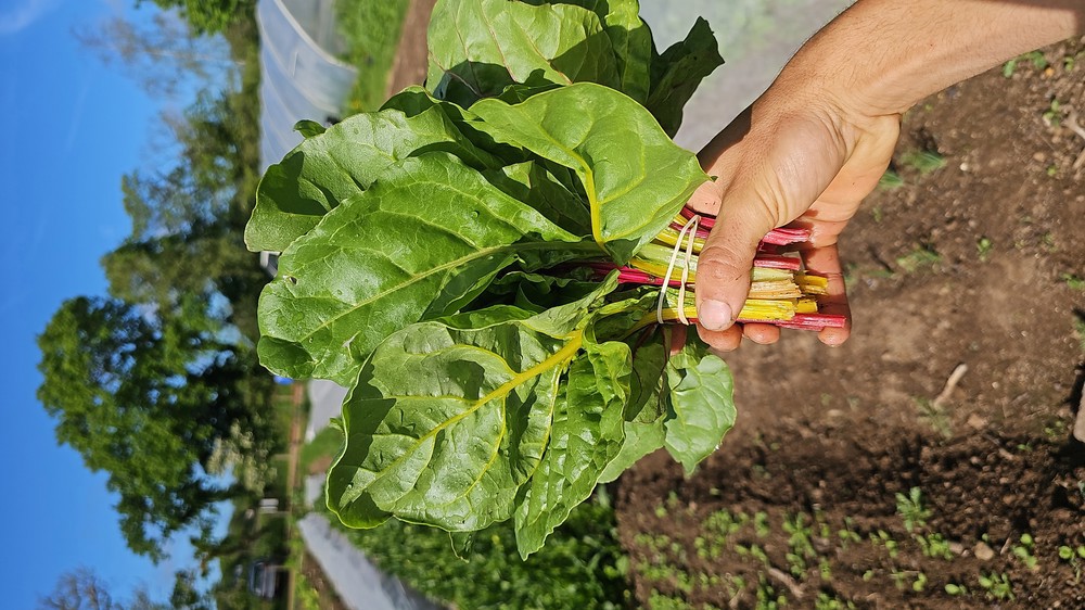 Swiss Chard bunch