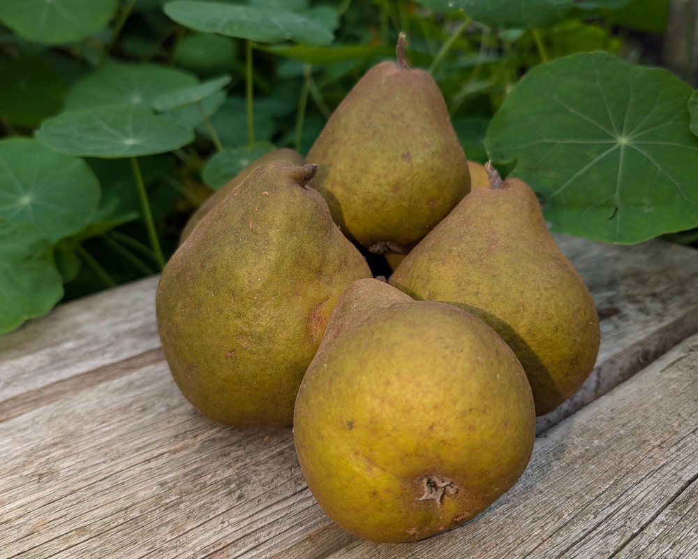 Pear - Cooking (Own Grown)