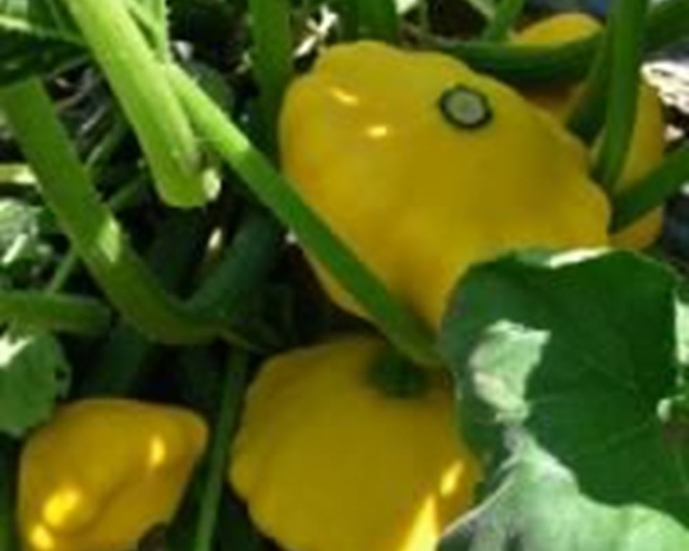 Squash - Summer Organic