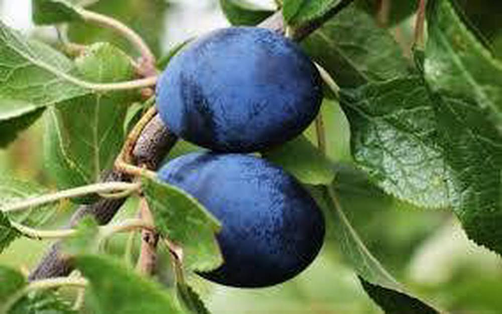 Damson Shropshire Prune