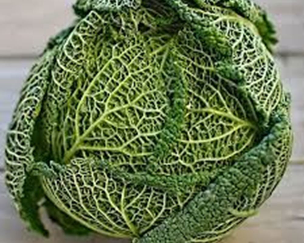 Cabbage, Savoy