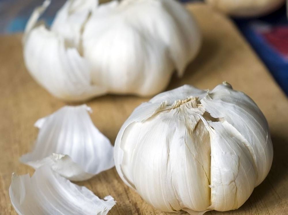 Garlic