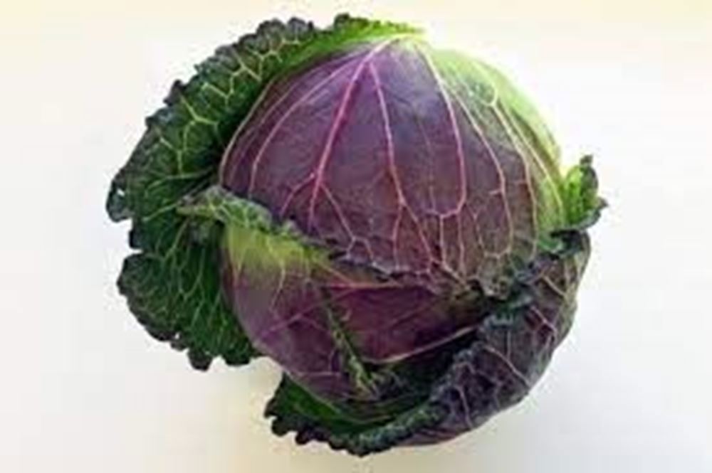 Cabbage - January King (UK)