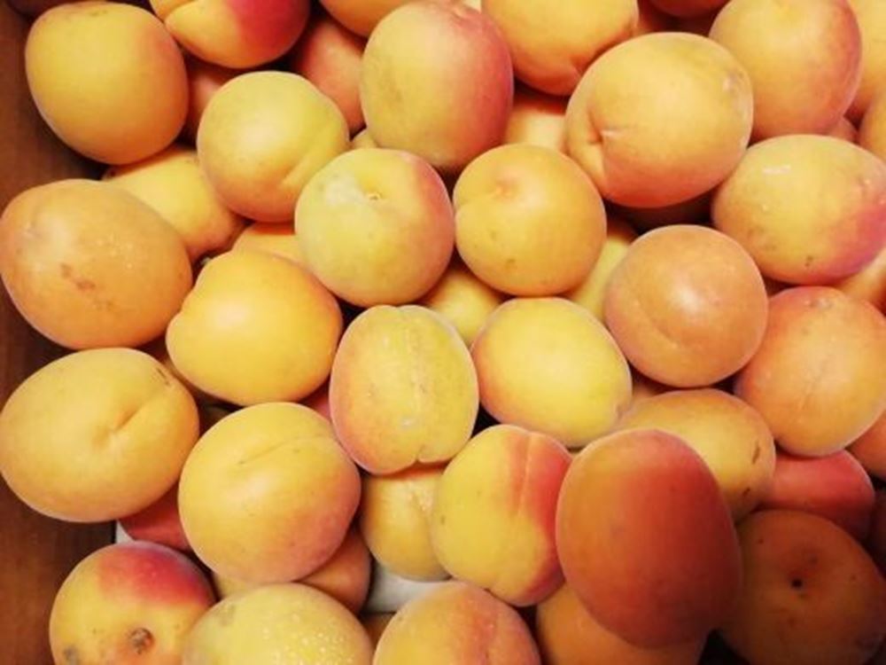 Apricots