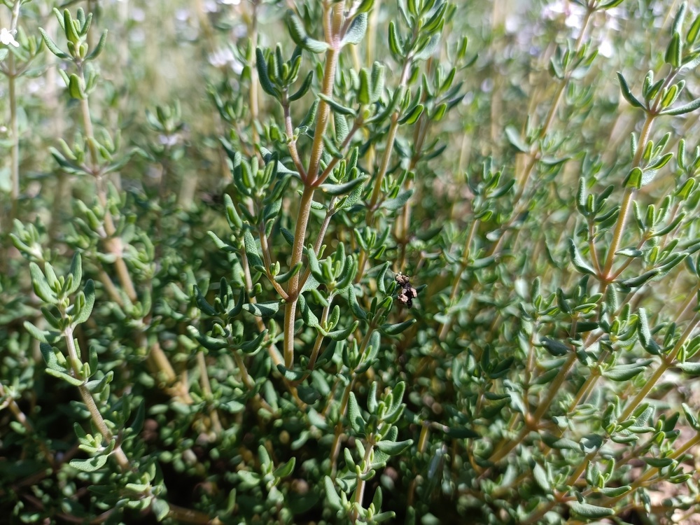 Thyme