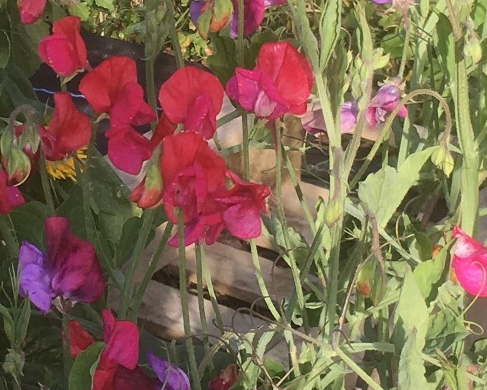 Sweet pea flowers
