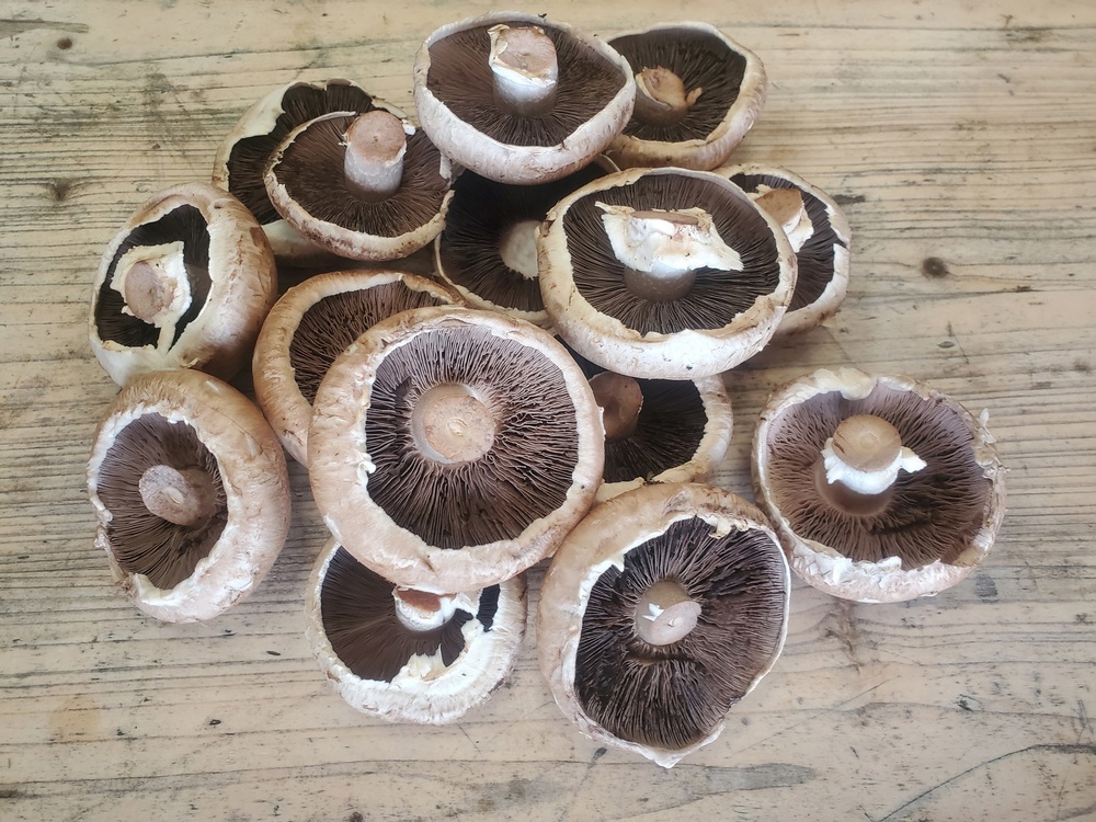 Mushrooms - portobello