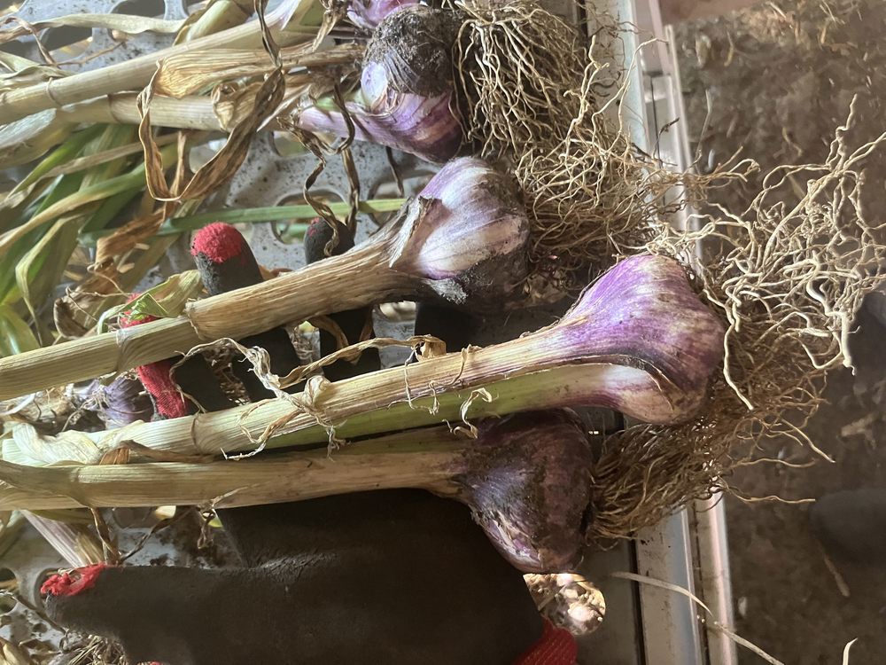 Garlic