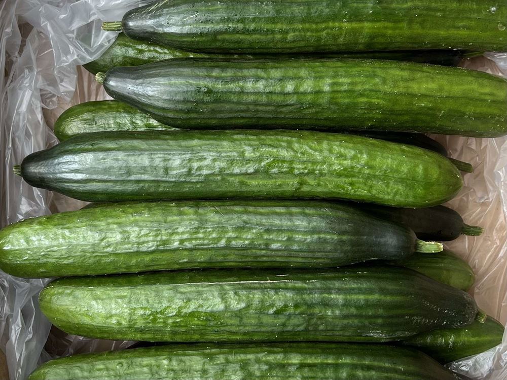 Cucumber (Netherlands)