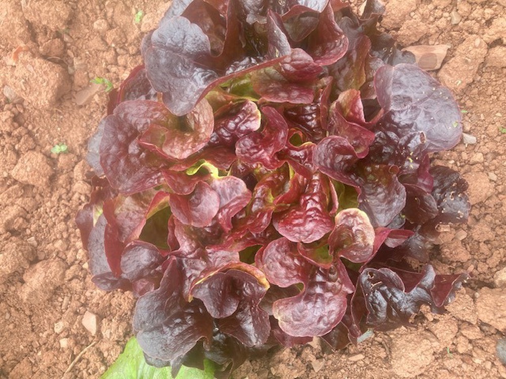 Lettuce Red Oak Leaf  - Organic