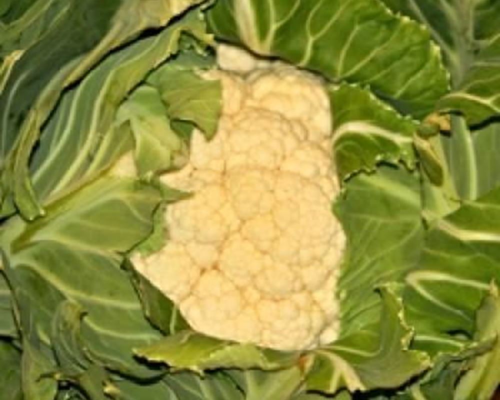 Cauliflower - Organic UK