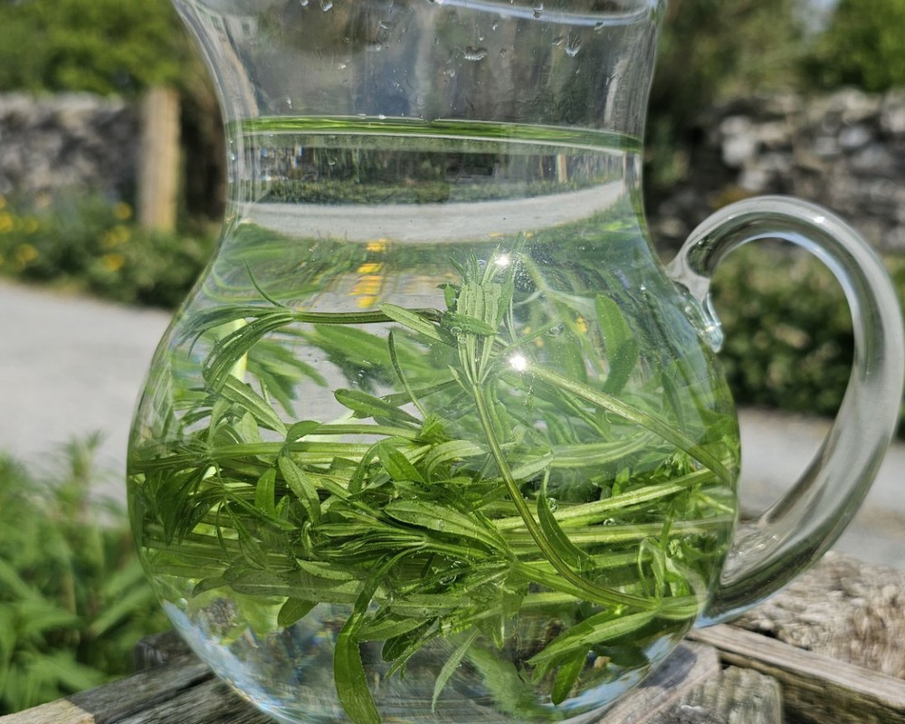 Cleavers 50g (Own Grown)