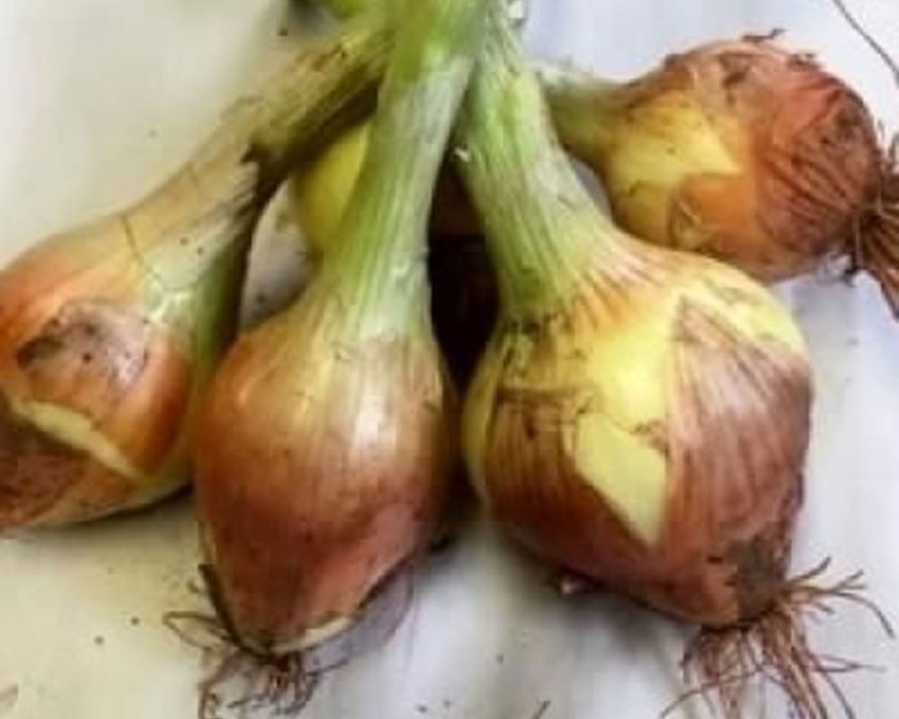 Onions - Organic NL