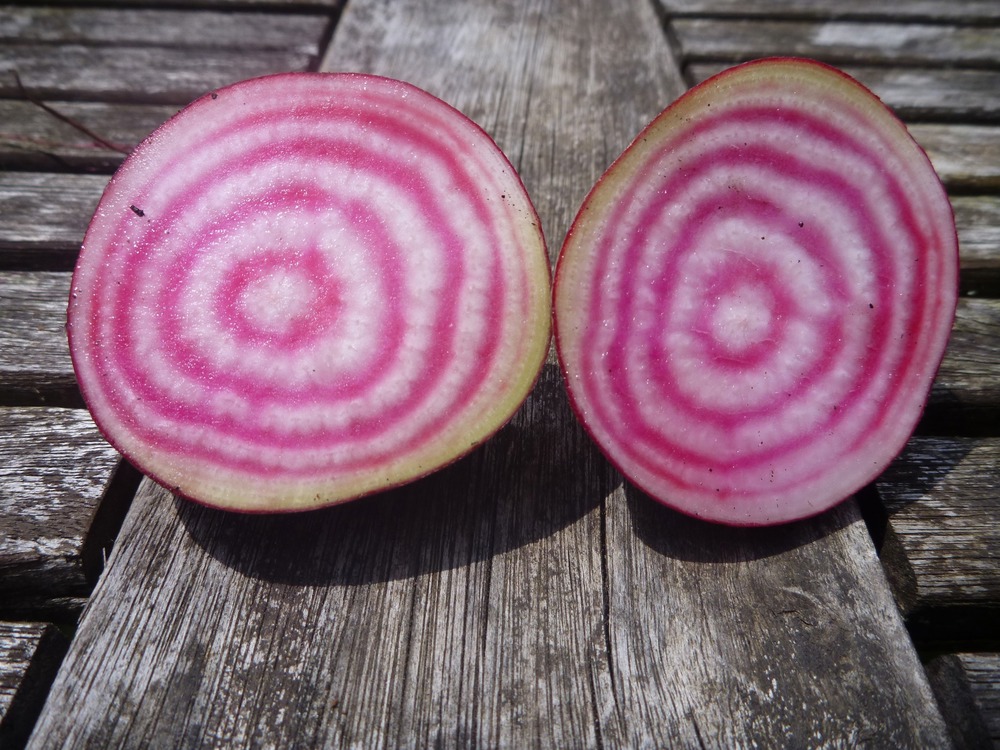 Beetroot, Candystripe - 500g