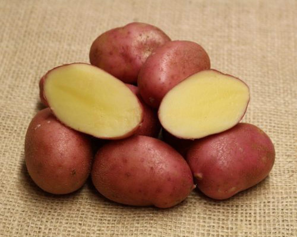 Potato: Red Sunset 12.5kg