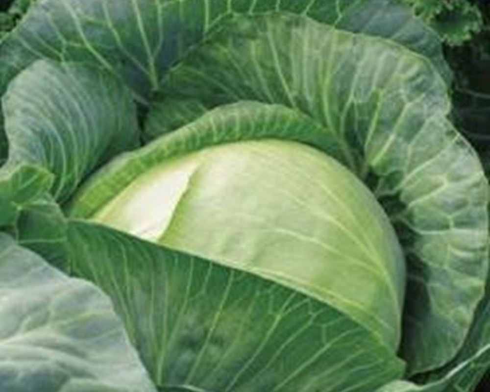 Cabbage, Pointed 🇮🇹
