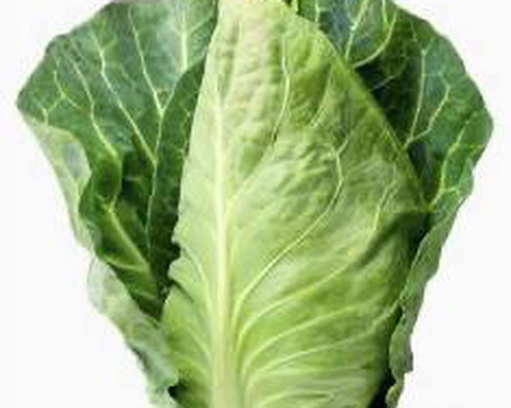 Cabbage, Pointed 🇮🇹
