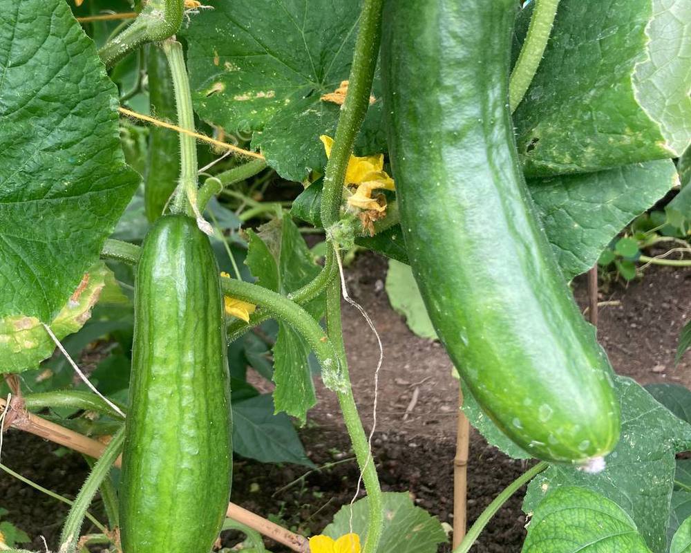 Cucumber Passandra