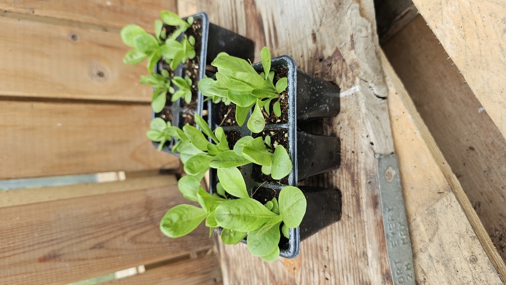 ( Plugs x6) Chicory - Rossa di Treviso (Own Grown)