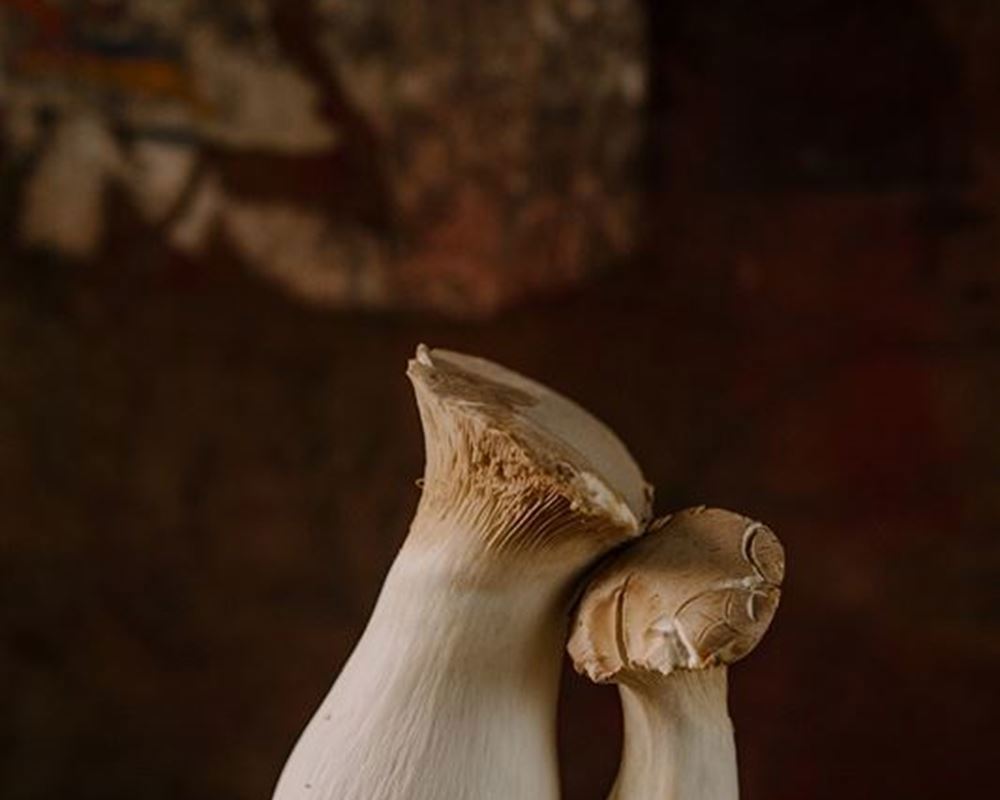 Eryngi Mushroom (King Oyster)