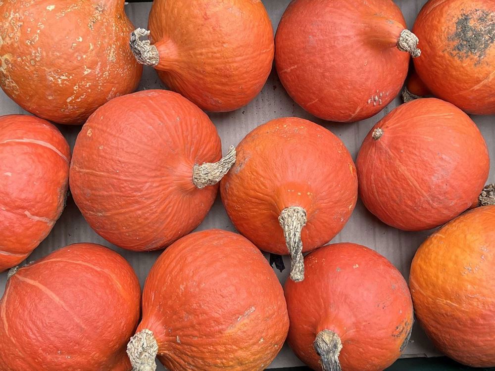 Squash - Onion  (Peterborough, UK)