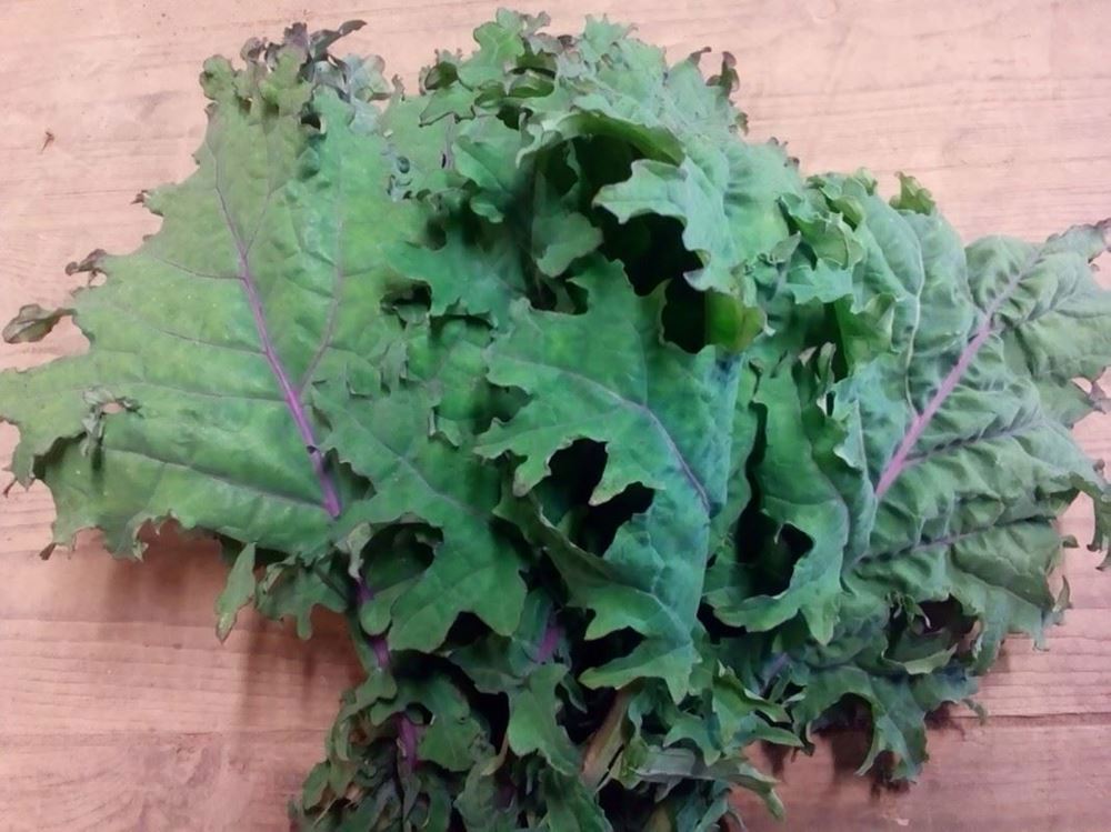 Kale- Red Russian