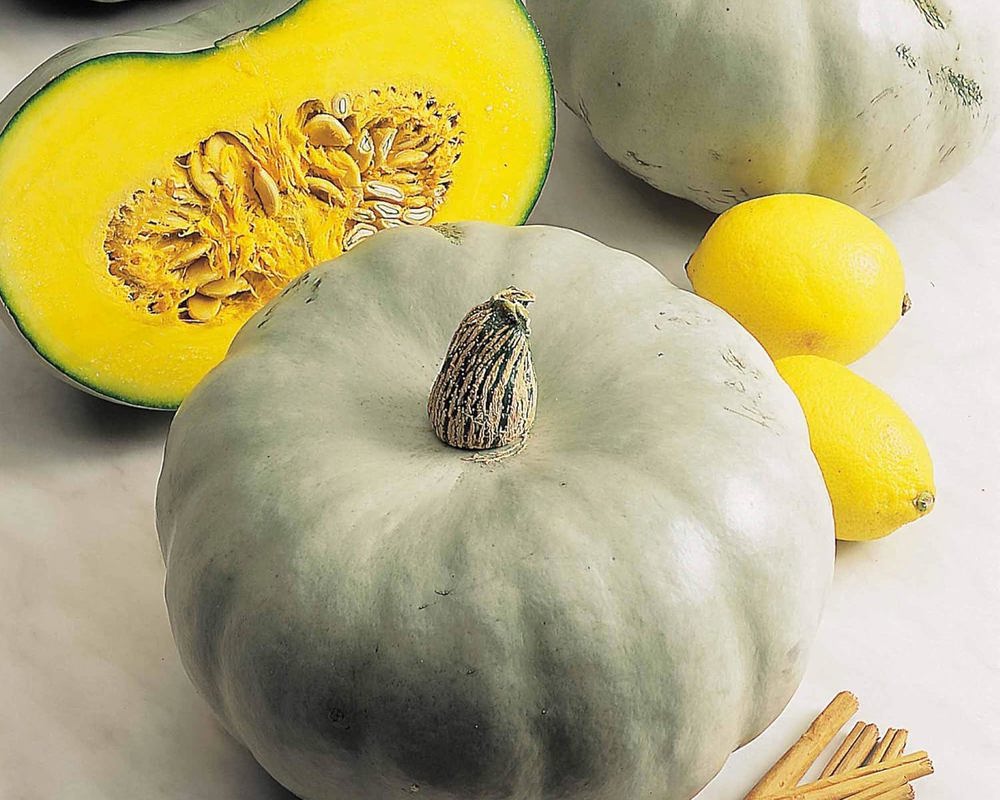 Squash - Crown Prince