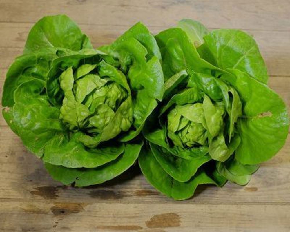 Lettuce- Little Gem x 2