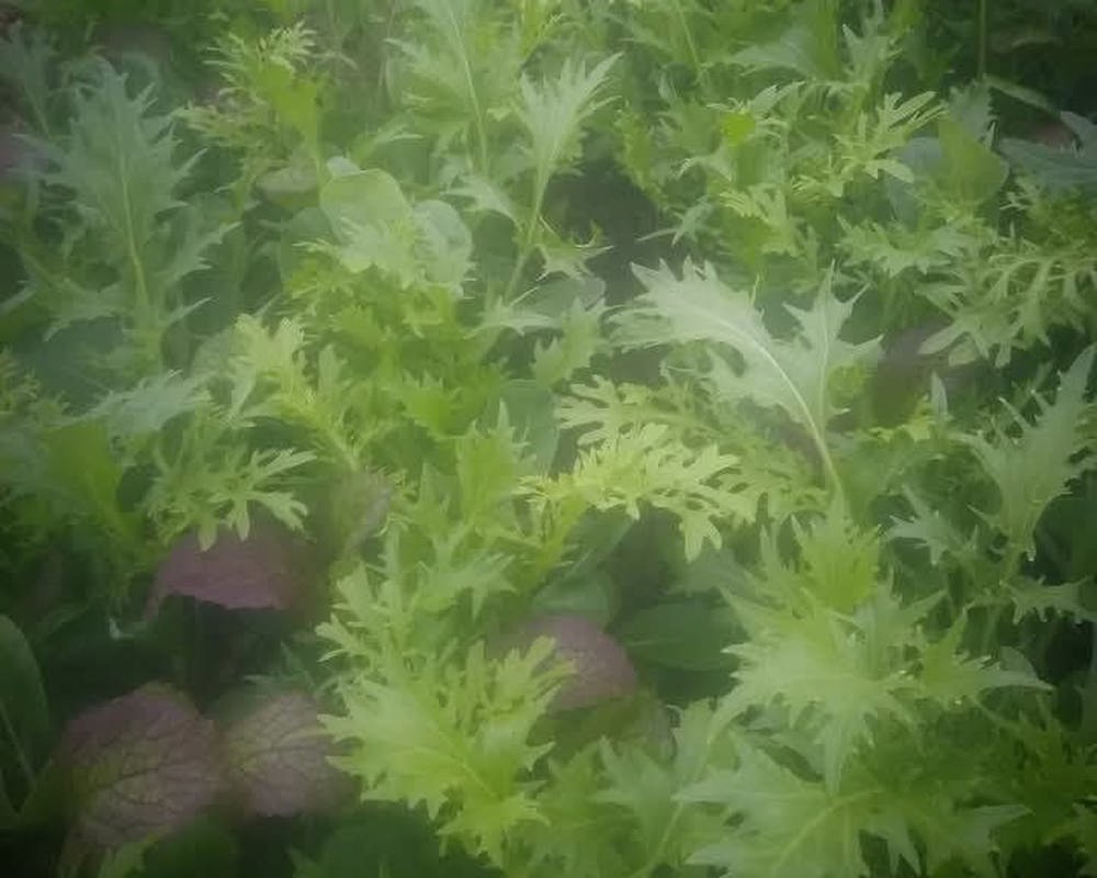 Mixed Salad