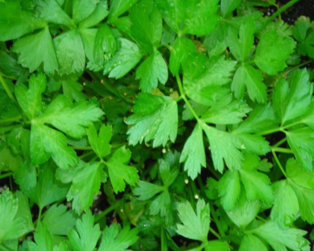 Parsley - flat leaved