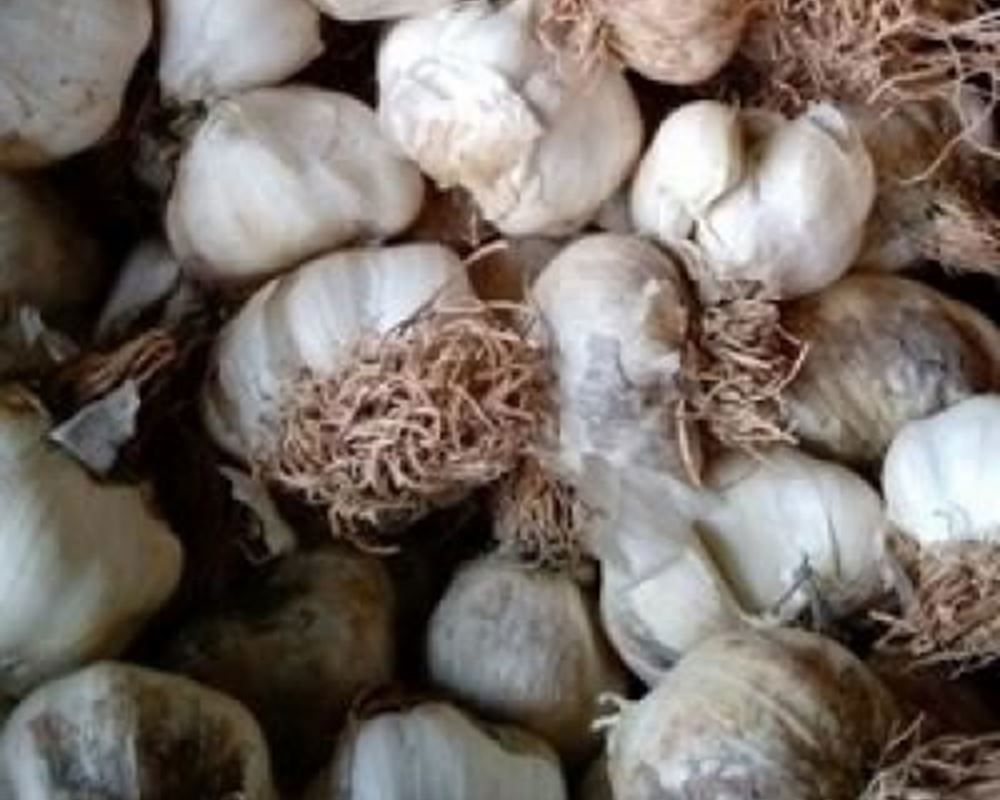 Garlic - Organic