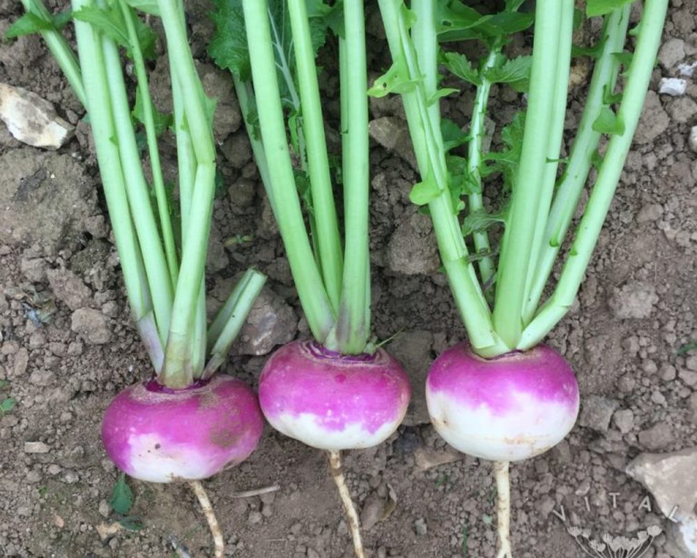 Turnip (Purple Top Milan)