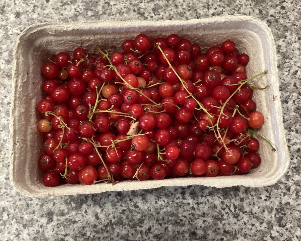 Redcurrants