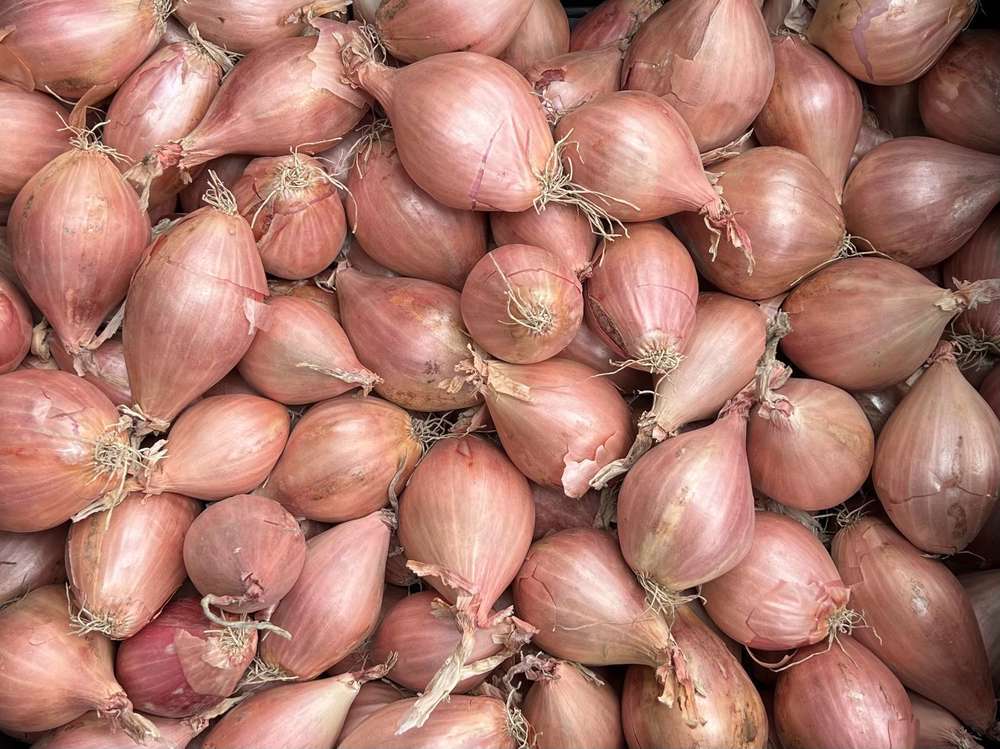 Shallot