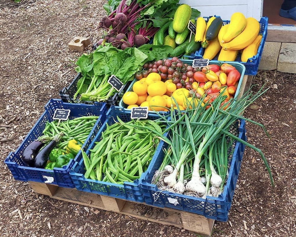 Runner Beans